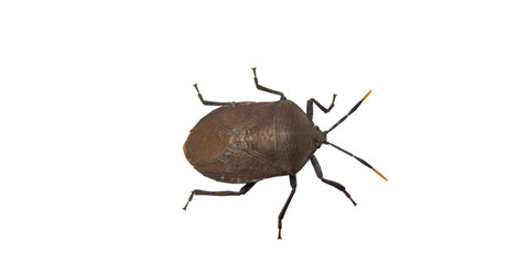 Pinterest
Green bug | Green bug | Stink bug, stink beetle, white background