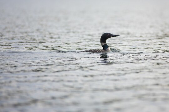 Loon Swimming In Northern Wisconsin Lake