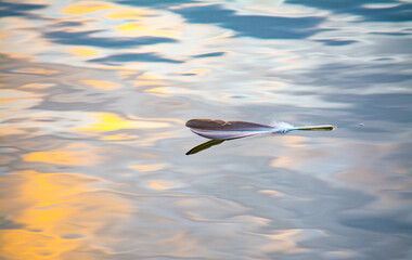 Feather on water with reflection