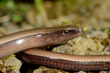 Greek slow worm // Griechische Blindschleiche (Anguis graeca) - Peloponnese, Greece