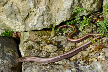 Greek slow worm // Griechische Blindschleiche (Anguis graeca) - Peloponnese, Greece