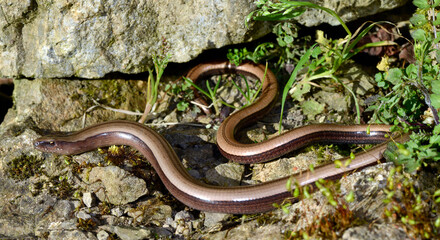 Greek slow worm // Griechische Blindschleiche (Anguis graeca) - Peloponnese, Greece