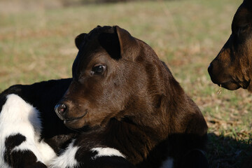 Longhorn calf relaxing in farm grass closeup looking cute as farm animal.