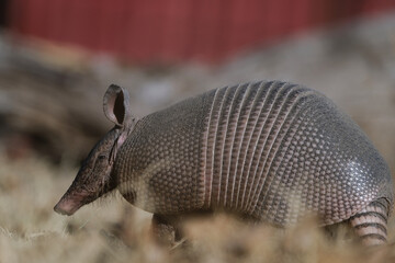 Nine-banded armadillo on blurred background closeup for Texas wildlife in nature.