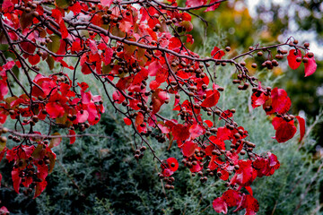 red autumn leaves