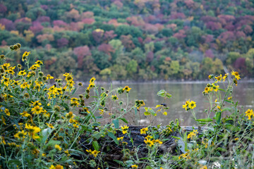 Wildflowers and Mountain in Autumn