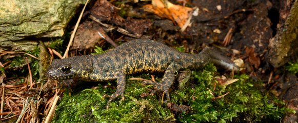 Balkan crested newt, Buresch's crested newt // Balkan-Kammolch (Triturus ivanbureschi) - Thrace, Greece
