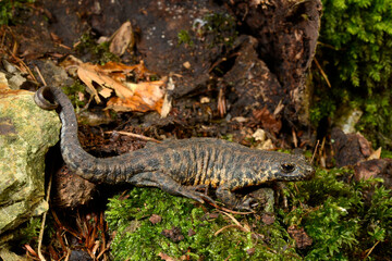 Balkan-Kammolch, Männchen in Landtracht // Balkan crested newt, Buresch's crested newt (Triturus ivanbureschi) - Thrakien, Griechenland