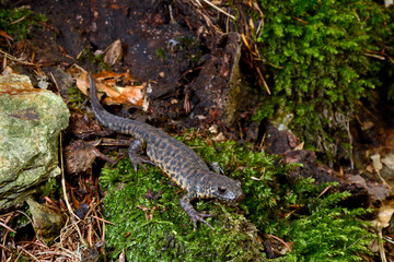 Balkan crested newt, Buresch's crested newt // Balkan-Kammolch (Triturus ivanbureschi) - Thrace, Greece