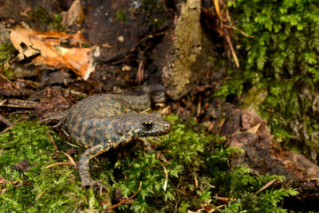 Balkan crested newt, Buresch's crested newt // Balkan-Kammolch (Triturus ivanbureschi) - Thrace, Greece