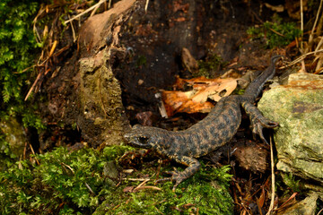 Balkan crested newt, Buresch's crested newt // Balkan-Kammolch (Triturus ivanbureschi) - Thrace, Greece