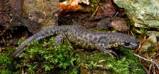 Balkan-Kammolch, Männchen in Landtracht // Balkan crested newt, Buresch's crested newt (Triturus ivanbureschi) - Thrakien, Griechenland