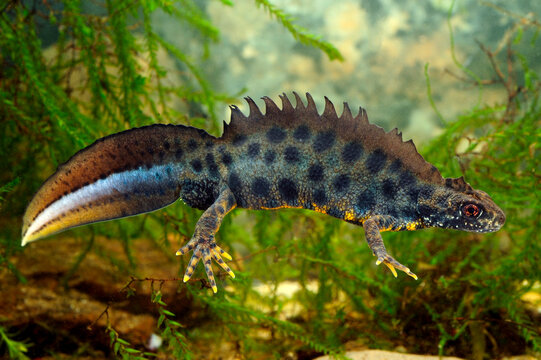 Italian crested newt - male under Water // m&auml;nnlicher Alpen-Kammmolch unter Wasser (Triturus carnifex)