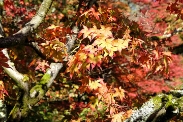 Japanese Acer leaves turning colour during the Autumn, Surrey, UK.