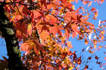Japanese Acer leaves turning colour during the Autumn, Surrey, UK.