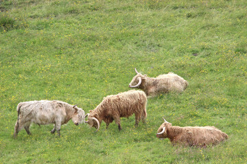 Highland cattle in a pasture, Scotland, United Kingdom