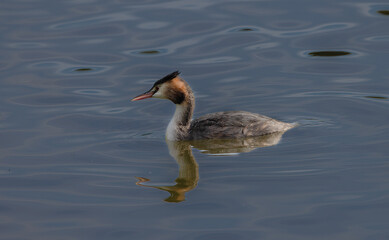 Great Crested Grebe