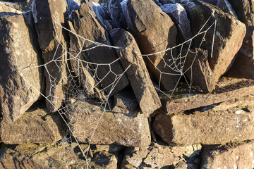 Frozen Spider webs in Scotland