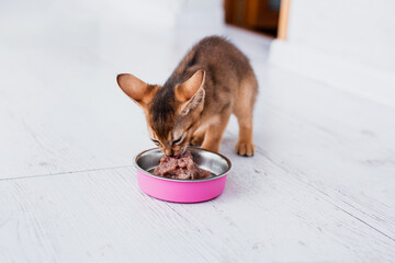little ginger Abyssinian kitten eats wet food on white wooden background. Cute purebred kitten on...