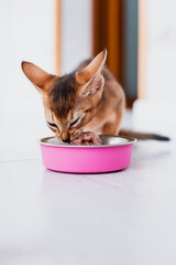 little ginger Abyssinian kitten eats wet food on white wooden background. Cute purebred kitten on...
