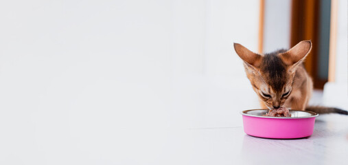 little ginger Abyssinian kitten eats wet food on white wooden background. Cute purebred kitten on kitchen with pink plate.