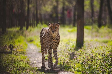 Closeup shot of a cheetah in the Szeged Zoo, Hungary © Szabi Bella/Wirestock Creators