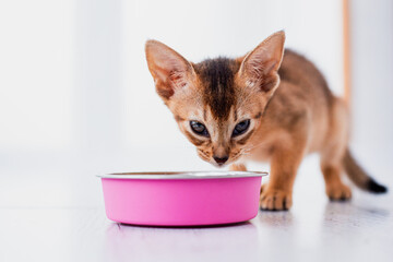 Adorable abyssinian kitty eats wet food on white wooden background. Cute purebred kitten on kitchen...