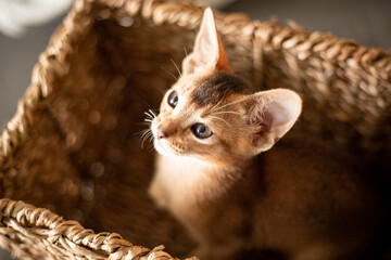 Portrait cute abyssinian red ginger kitten with big ears in wicker brown basket at home. Concept of...