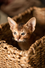 Fototapeta na wymiar Portrait cute abyssinian red ginger kitten with big ears in wicker brown basket at home. Concept of happy adorable cat pets..