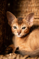 Small kitten cat of the Abyssinian breed sitting in bites wicker brown basket, looks up. Funny fur fluffy kitty at home. Cute pretty brown red pet pussycat with big ears..