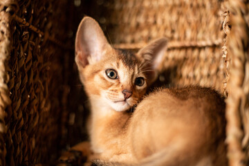 Small kitten cat of the Abyssinian breed sitting in bites wicker brown basket, looks up. Funny fur fluffy kitty at home. Cute pretty brown red pet pussycat with big ears..