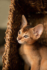 Obraz premium Small kitten cat of the Abyssinian breed sitting in bites wicker brown basket, looks up. Funny fur fluffy kitty at home. Cute pretty brown red pet pussycat with big ears..
