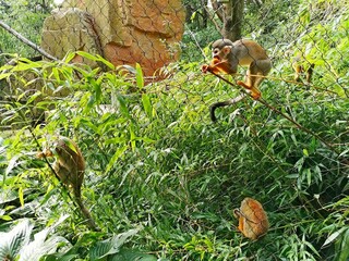 Squirrel monkey, Saimiri sciureus, three, sitting and climbing the branches of a bush, behind the fence, Zoo Zlin Lesna