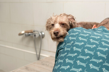 a dog at the grooming salon