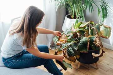 Young upset, sad woman examining dried dead foliage of her home plant Calathea. Houseplants...