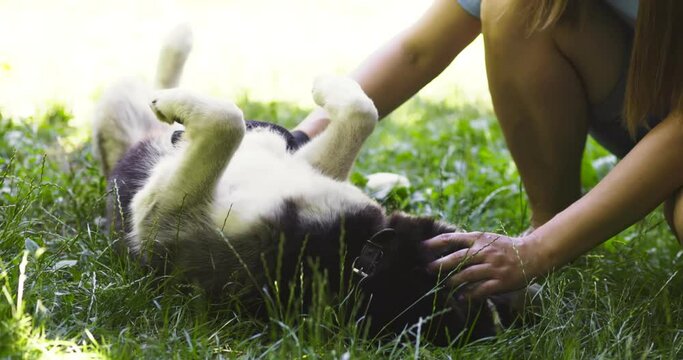 Woman owner of the dog is combing out the dogs fur with a special glove