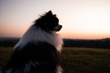 Obraz na płótnie Canvas dog in the field