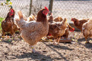 Poule de profil © Lhoste Sébastien