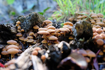 Sulphur Tuft mushrooms growing on dead wood, Surrey, UK