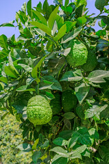 Etrog fruits are citron used by Jews during holiday of Sukkot, as one of the four species