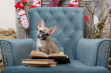 French bulldog breed dog reads a book while sitting in an armchair in a living room decorated for the celebration of Christmas. Studio photo of a young dog with an expressive muzzle and large ears.