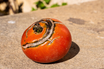 Tomate version l&eacute;gume moche