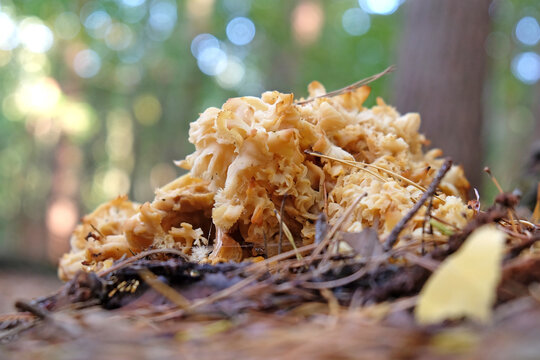 Cauliflower Fungus At The Base Of Conifer Trees, Surrey, UK