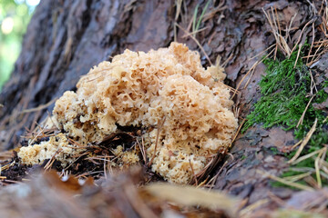 Cauliflower Fungus at the base of conifer trees, Surrey, UK