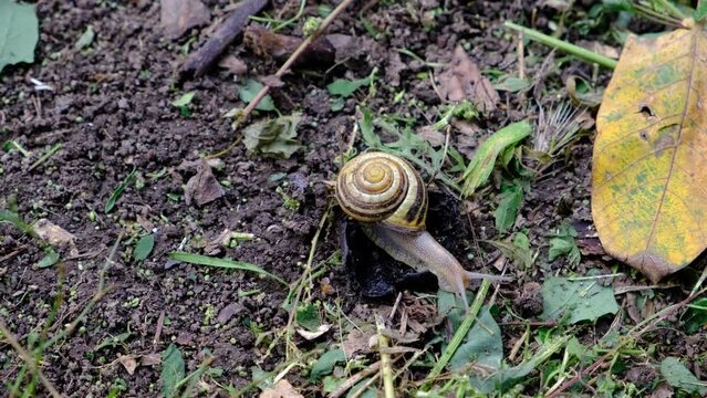 Grape snail on the ground and a wooden stump.
Slow snail with a shell. Terrestrial gastropod, slug outdoors in the wild