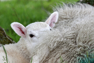 Sheep in Scotland