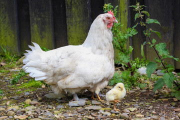 Chicken with chicks in Scotland