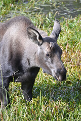 Fototapeta premium Young Moose Closeup