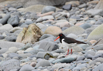 Oystercatcher on rocky beach, Scotland