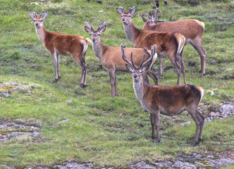 Wild Deer in Scotland